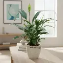 Peace Lily With Pot Ashwini Marble