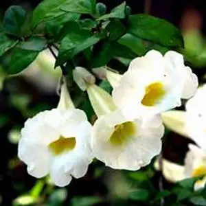 [PLWS THER BG 0810 3.9L H030]  Thunbergia erecta Alba (पॉलीबैग: 8x10, 2.9L)