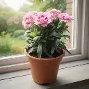 Carnation, Dianthus caryophyllus