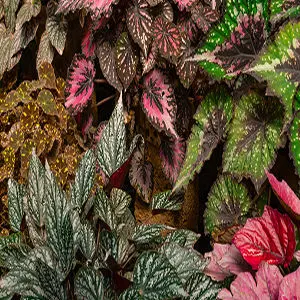 [PLAN BERX PT 0015 1.6L H015] Begonia Rex mix (Pot # 5" 1.6L)