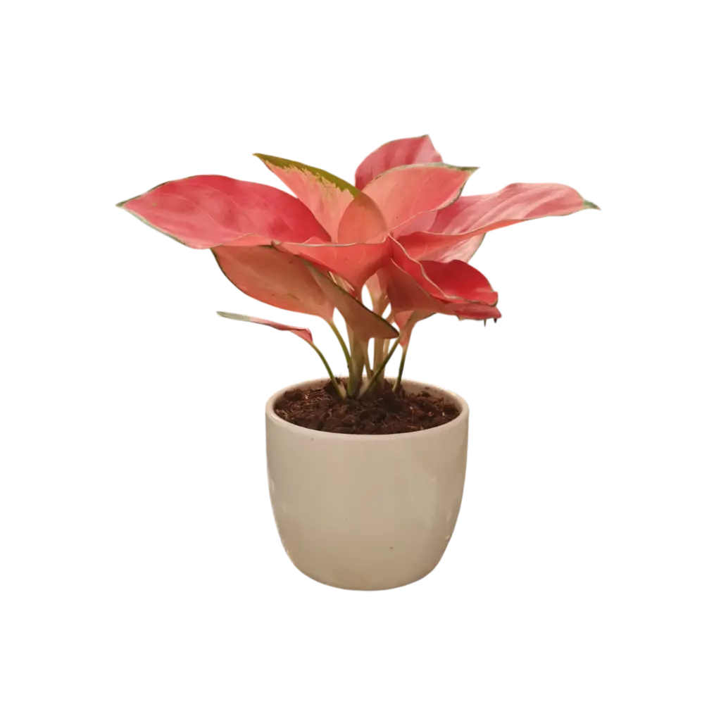 Mix Plantation (Agla. Su. Red with Pot Patter No.1)