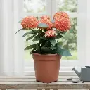 Ixora coccinea 'Dwarf Orange'