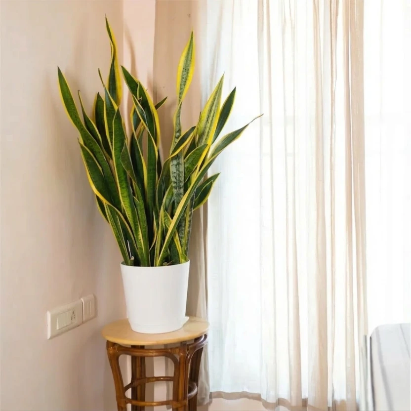 Pot Krish 25  (white)