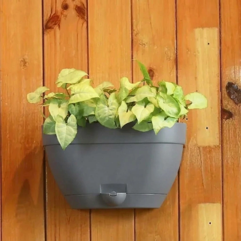 Pot Mounta 29  (GREY)