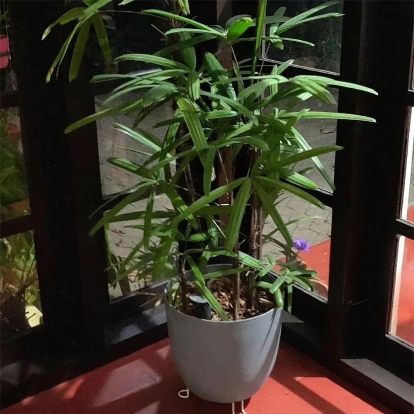 Pot Ronda 2926  (GREY)