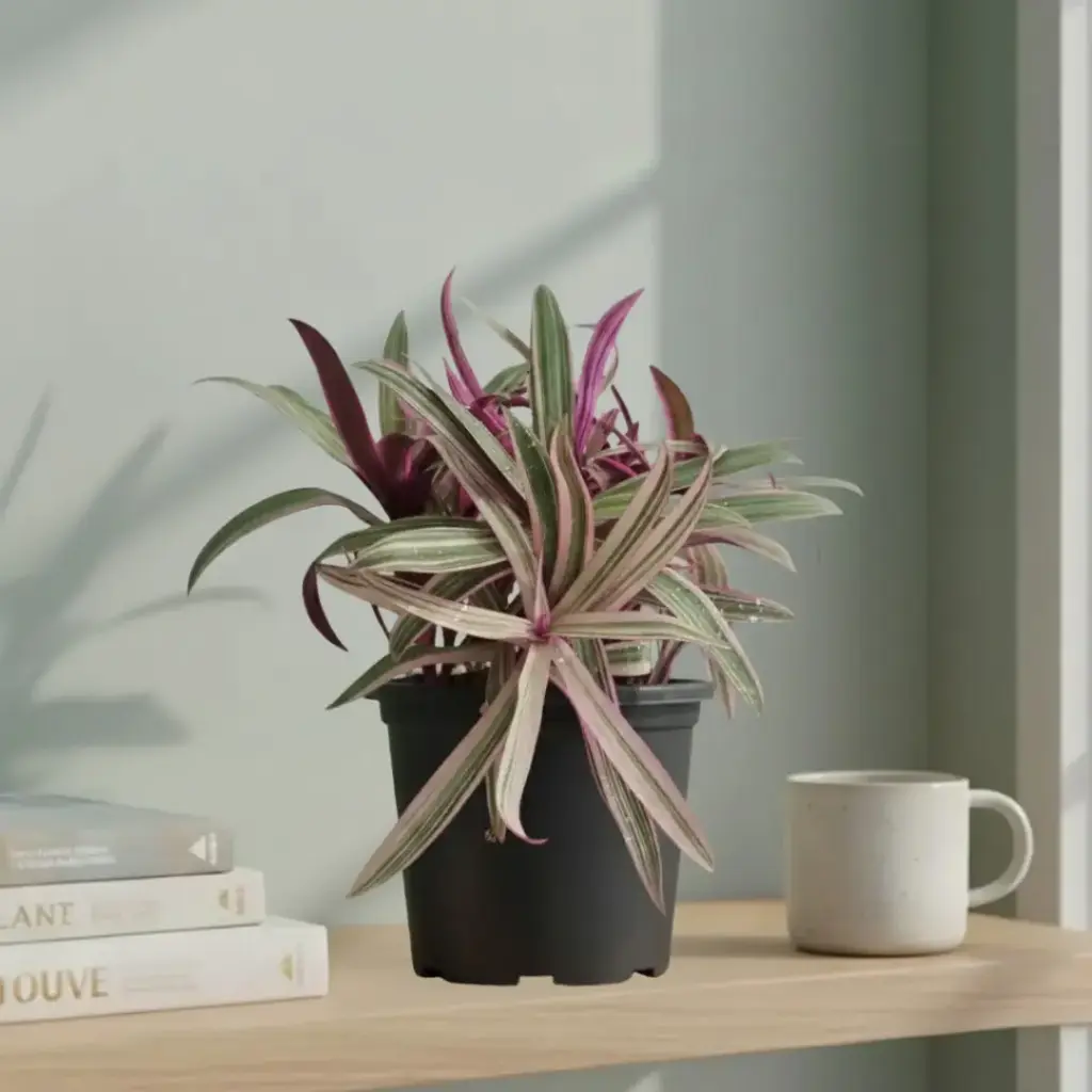 Roheo, boat lily, oyster plant, Tradescantia spathacea