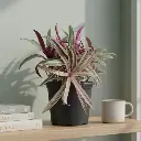 Roheo, boat lily, oyster plant, Tradescantia spathacea