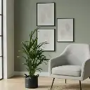 अरेका पाम, डिप्सिस लूटेसेन्स