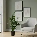 Areca palm, Dypsis lutescens