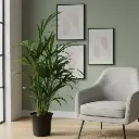 Areca palm, Dypsis lutescens