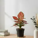 Aglaonema red valentine