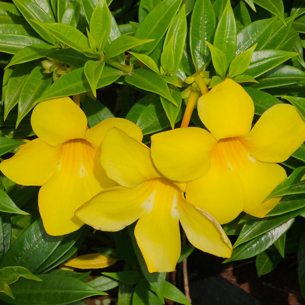 Bush allamanda, Allamanda schottii compacta