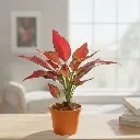 अग्लेओनेमा लिपस्टिक