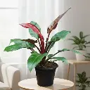 "फिलोडेंड्रॉन सन रेड"