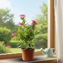 Sadaphuli, Vinca, Catharanthus roseus