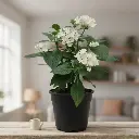 Super Pentas, Pentas lanceolata Mix color