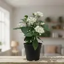 Super Pentas, Pentas lanceolata Mix color