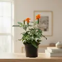 Aboli, Crossandra infundibuliformis