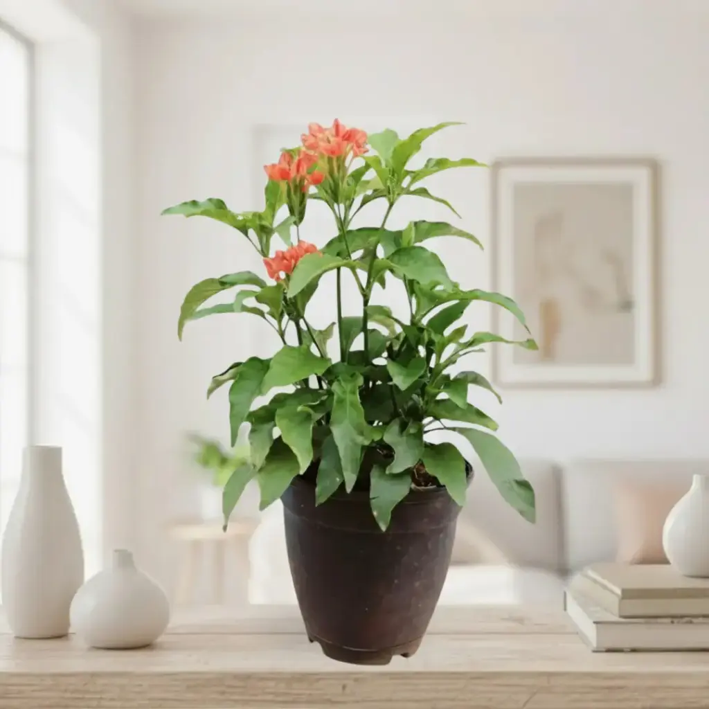 Red aboli,  firecracker flower, Crossandra nilotica