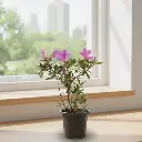 परपल, अज़ेलिया हाइब्रिड