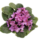 African Violet, Saintpaulia ionantha