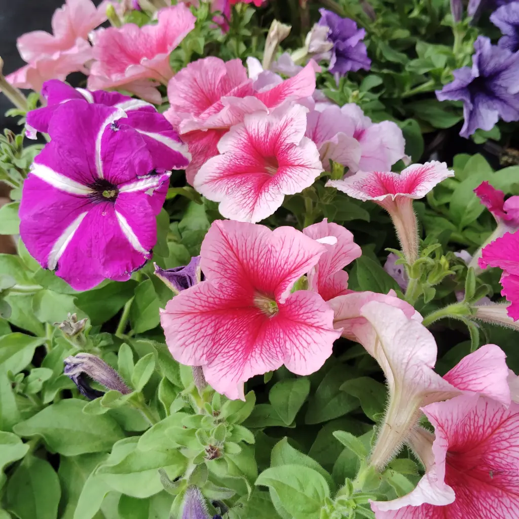 [PLAN PEGR BG 0507 760ml] Petunia grandiflora (Polybag # 5x7, 760ml)