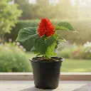 Scarlet sage, Salvia splendens