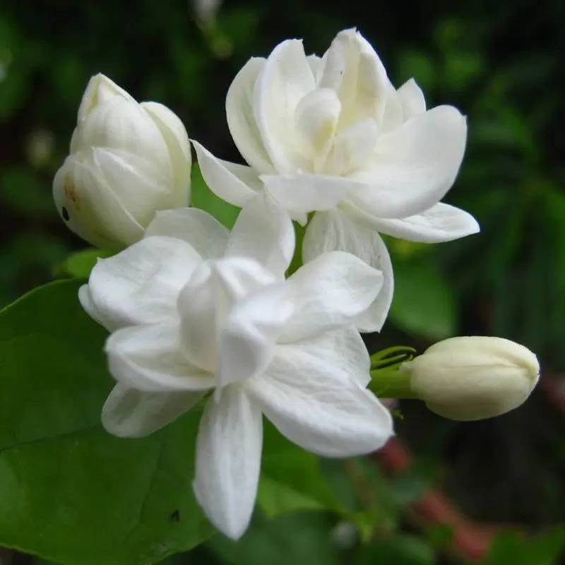 Moti mogara, Jasminum sambac motia
