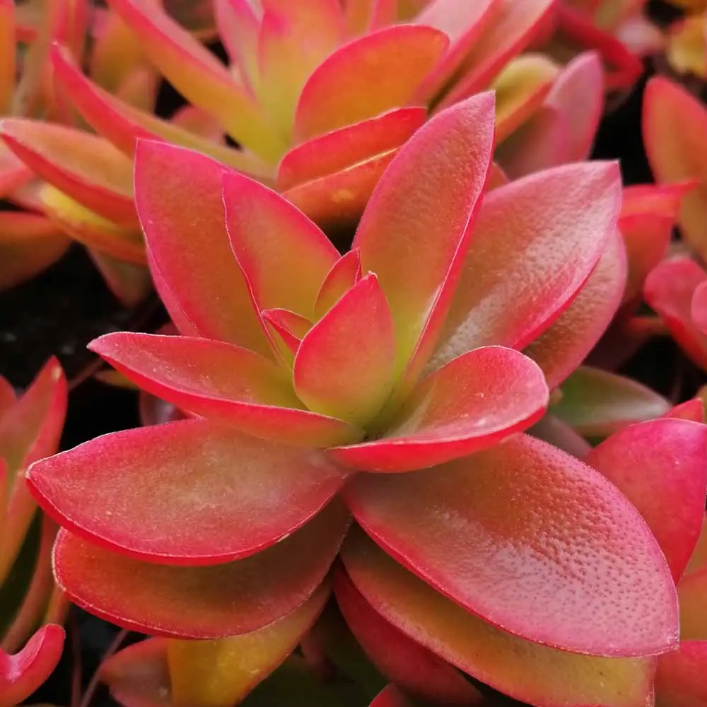 Red Pagoda, Campfire Crassula, Crassula Capitella