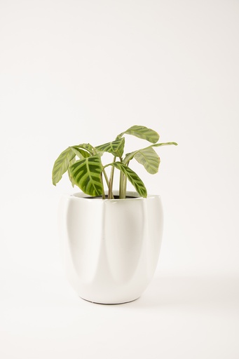 Pot Tranquil Tales Medium