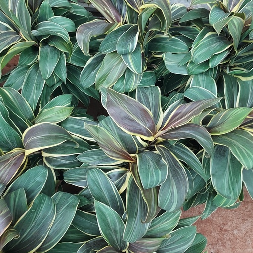 [PLFP DRFC PT 0021 6.5L H060] Cordyline fruticosa Chocolate