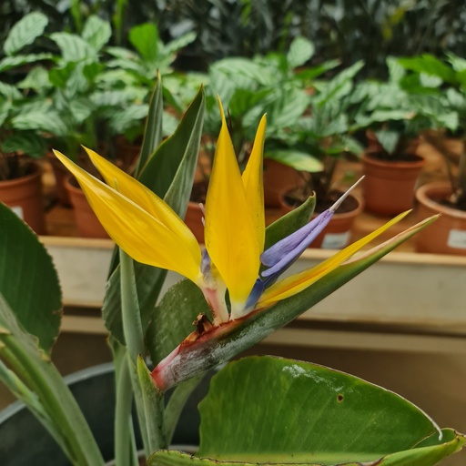 [PLFP STMG PT 0030 17.6L H030] येलो बर्ड ऑफ पैराडाइज़, स्ट्रेलिट्ज़िया रेज़िनाई 'मंडेला'स गोल्ड'