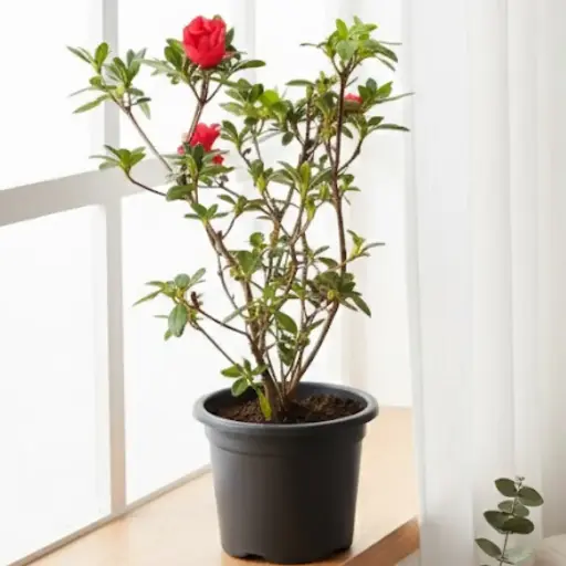 [PLWS AZRH PT 0019 4.8L H030] Red, Azelea hybrid  