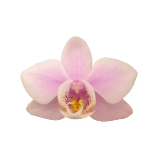[PLOR PHOE PT 0013 1.6L H030] Orchids Heartbreaker, Phalaenopsis hybrids