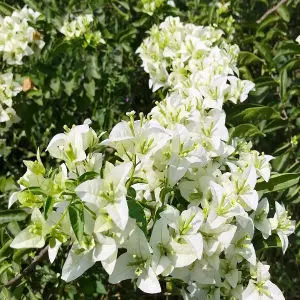 Bougainvillea Shubhra