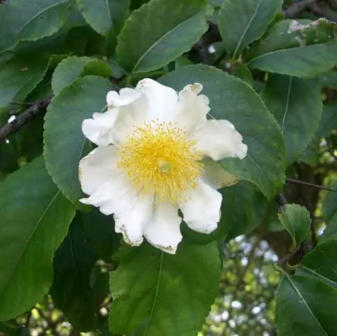 Fried egg tree, Oncoba spinosa