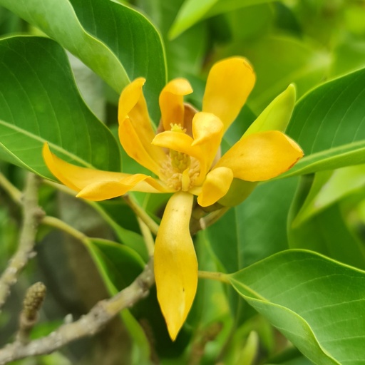 Yellow Sonchafa, Michelia champaka