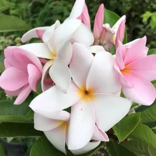 Champa, Plumeria pudica pink