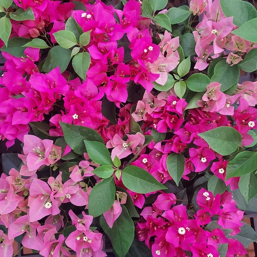 Bougainvillea hybrid