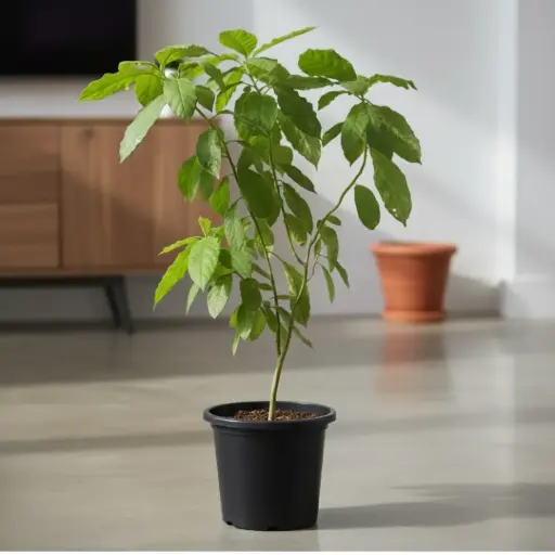 Avacado, Persea americana