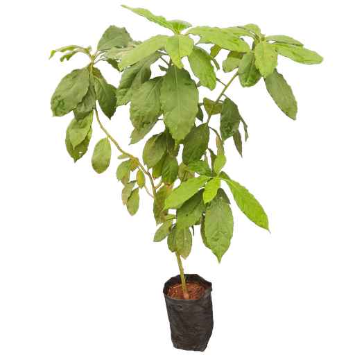 Avacado, Persea americana