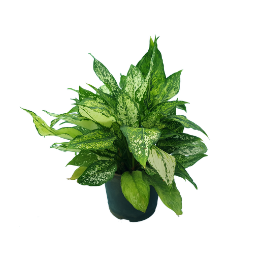 Aglaonema snow white