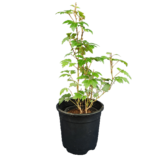 Grape ivy, Cissus rhombifolia