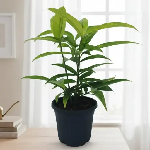 Spotted dracena, Dracena Surculosa