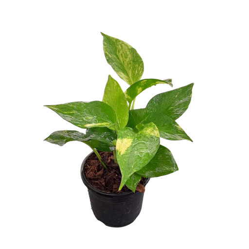 Money plant varigated, Epipremnum aureum