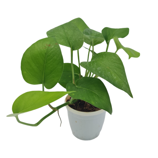 Money Plant green, Epipremnum aureum jade