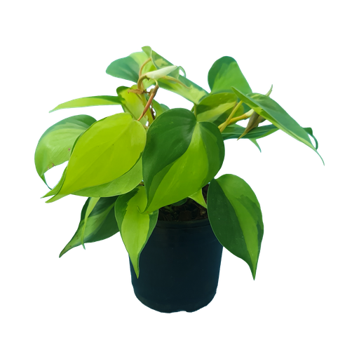 Philodendron Brazil, Philodendron scandens variegata