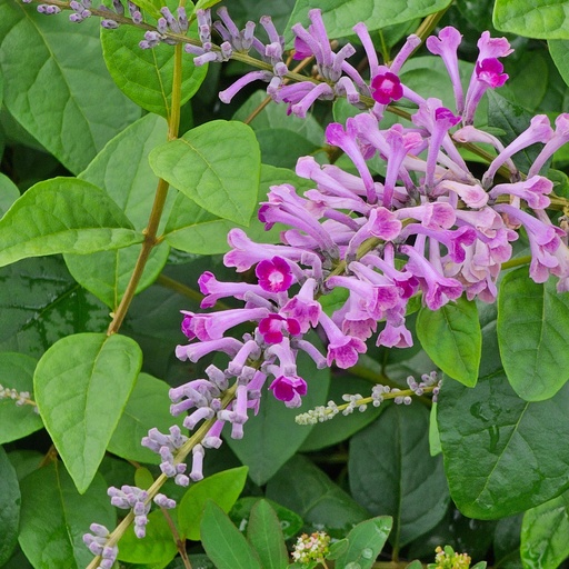 Butterfly bush, Buddleja davidii
