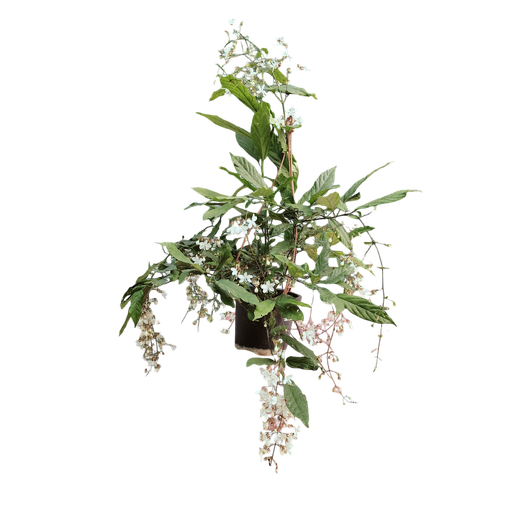 Bridal veil, Clerodendrum wallichii