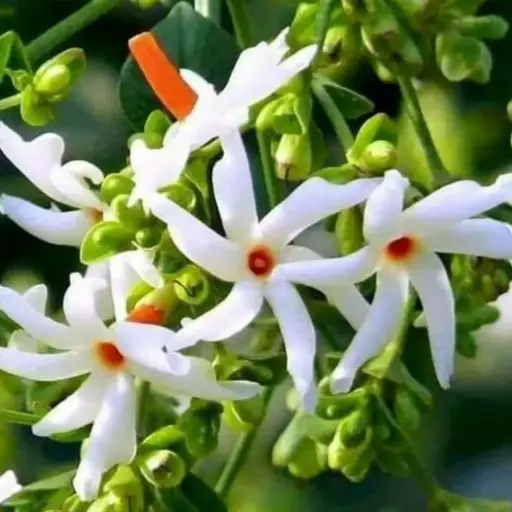 Parijatak, Nyctanthes arbortristis